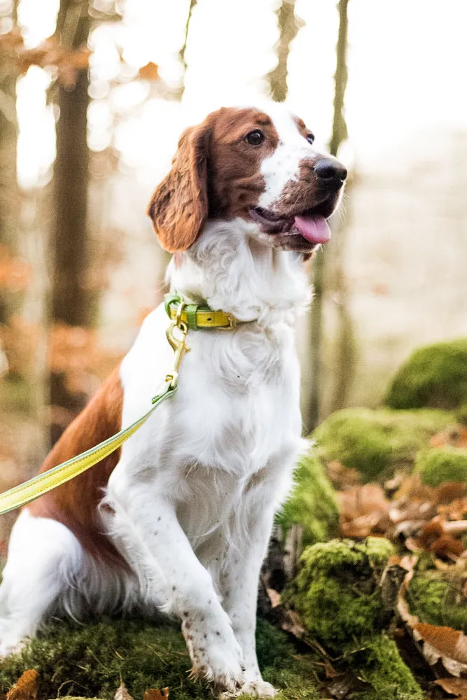 Willow Walks double sided soft leather lead in yellow and light green