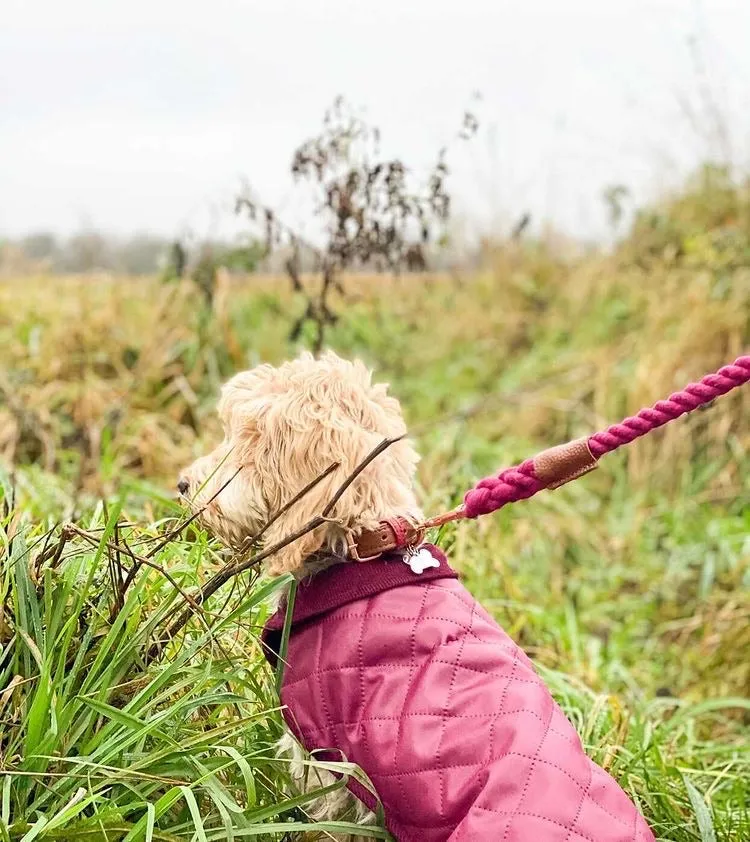 Willow Walks leather collar in brown and berry