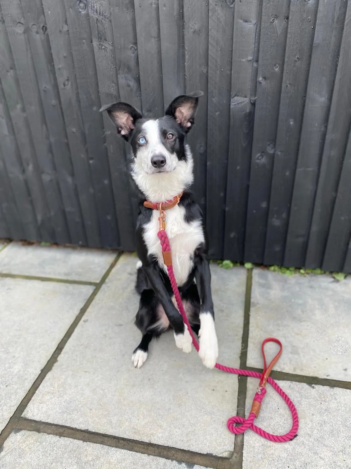 Willow Walks leather collar in brown and berry