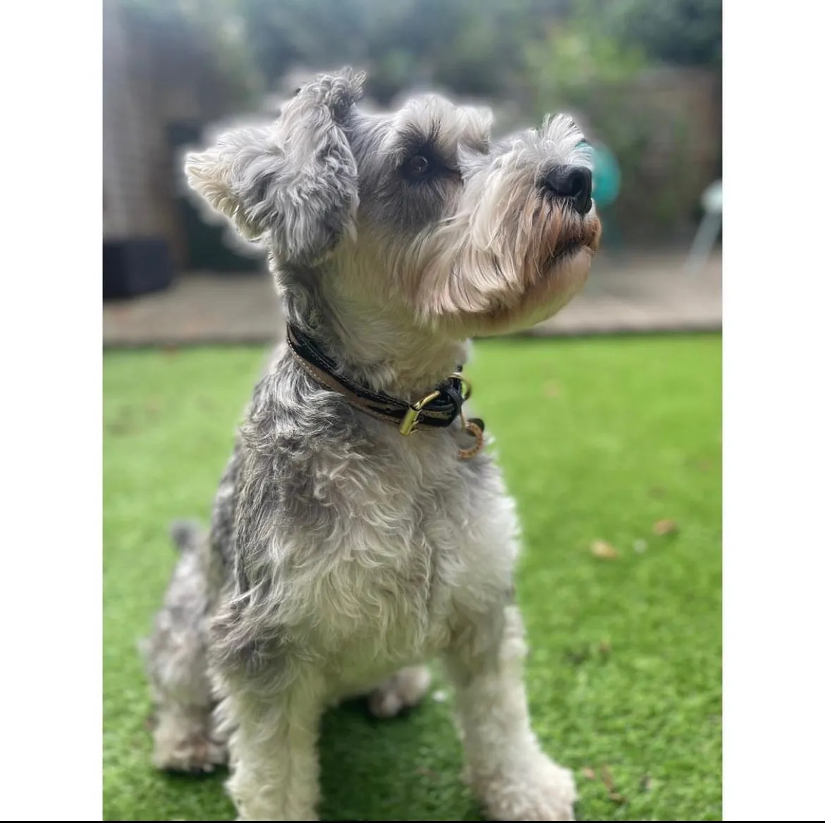 Willow Walks two tone leather collar in zebra and black